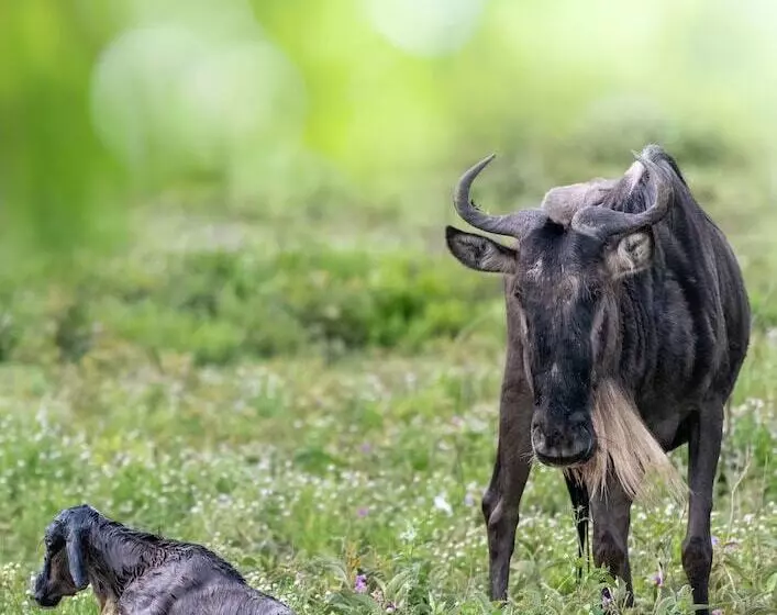 Hotelli Africa Safari South Serengeti