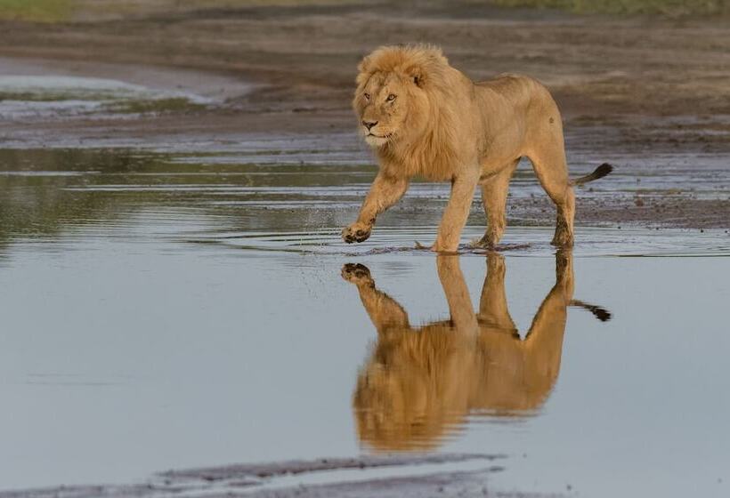 فندق Africa Safari South Serengeti