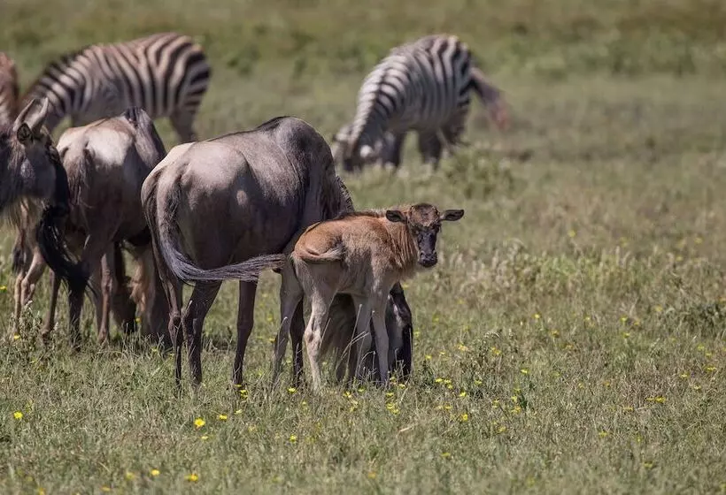 Hotelli Africa Safari South Serengeti