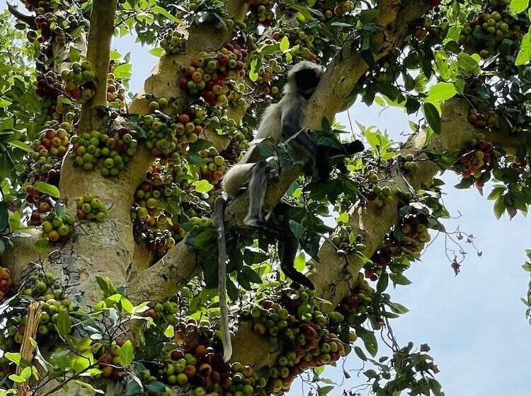 酒店 Jungle Journey