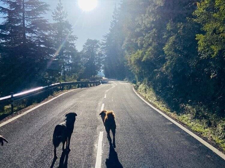 בית מלון כפרי The Bliss Dhanaulti