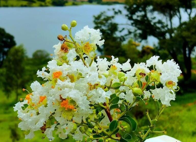 ユースホステル Chalés Ipê Do Lago