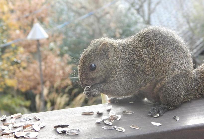 Hotel Minamikaikisen