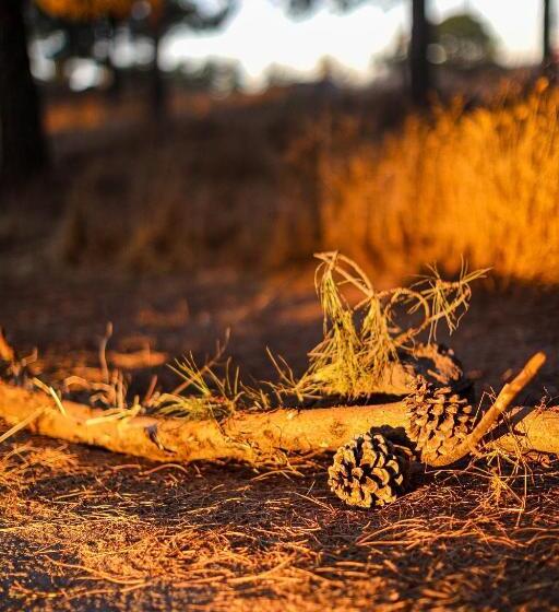 ペンション גל בהר