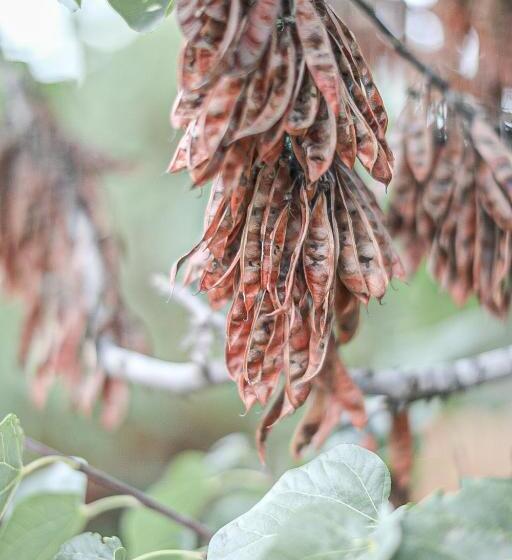 ペンション גל בהר