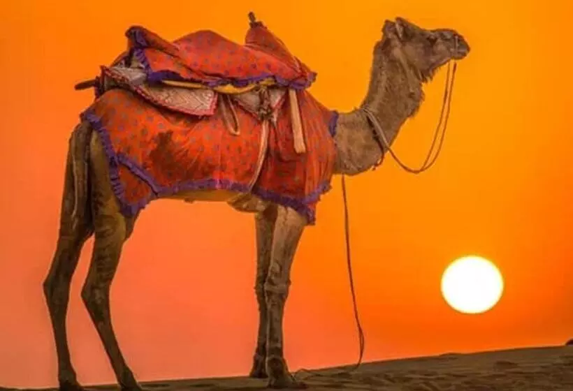 ホテル Griat Sandy Desert Camp Jaisalmer