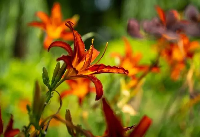 ベッドアンドブレックファースト Chez Phil