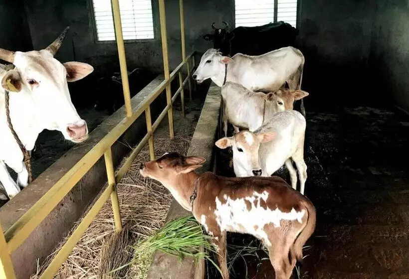 ホテル Mars Jungle Adventure Stud Farm With Private Jacuzzi