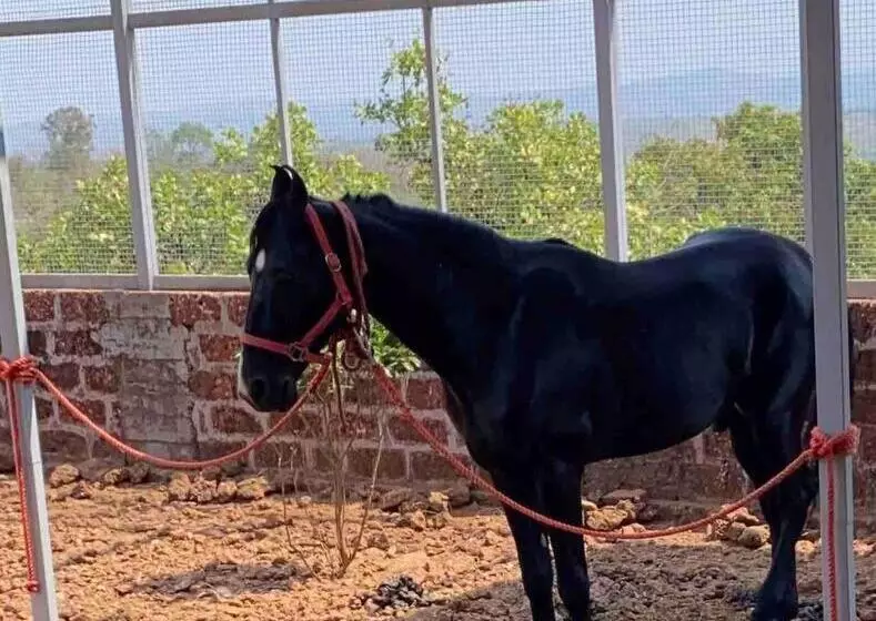 ホテル Mars Jungle Adventure Stud Farm With Private Jacuzzi