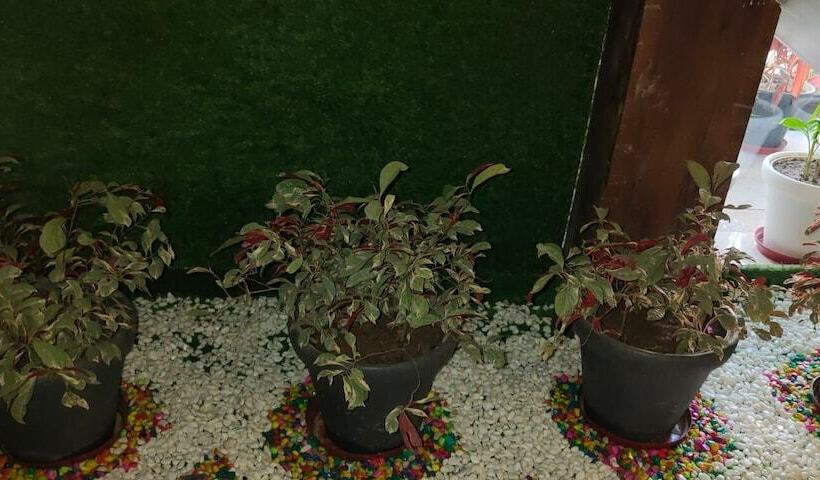 בית מלון כפרי The Mango Tree