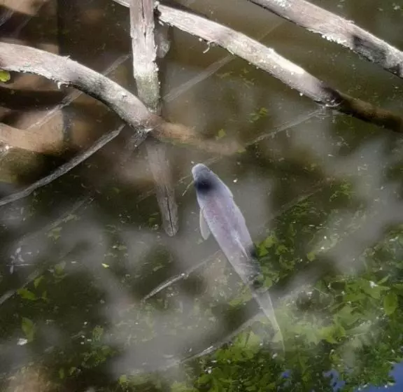 ペンション готель сауна водопад