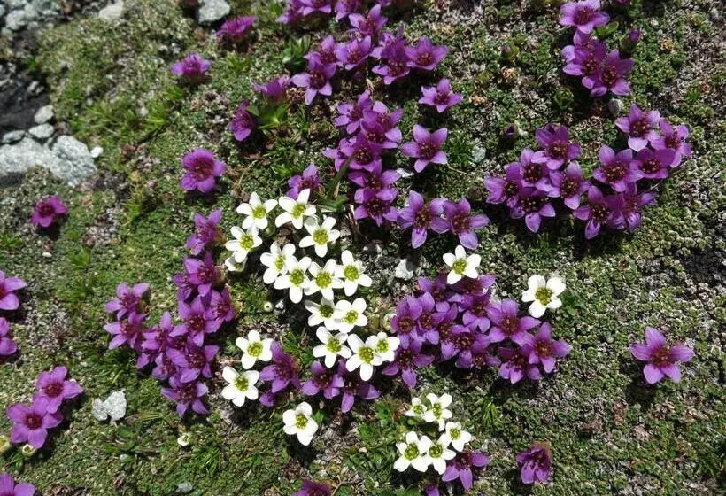 ホテル Klampererhof