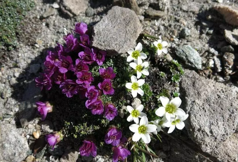 ホテル Klampererhof
