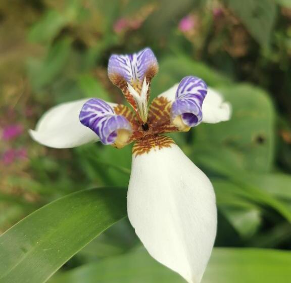 צימר Goyava   Chambre Familiale