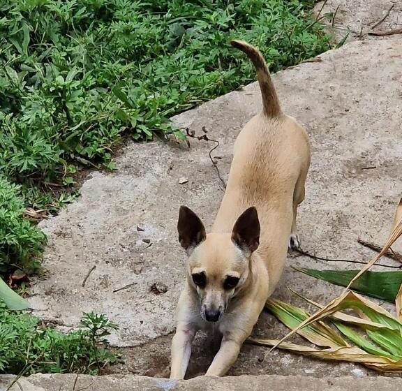 צימר Goyava   Chambre Familiale