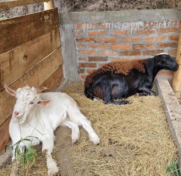 צימר Goyava   Chambre Familiale