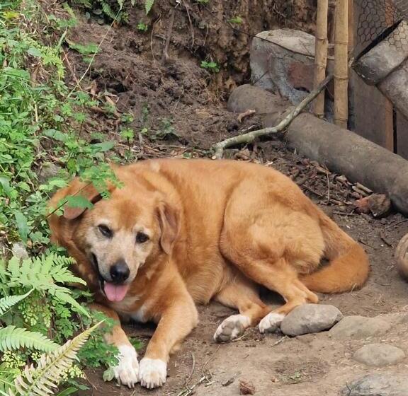 צימר Goyava   Chambre Familiale