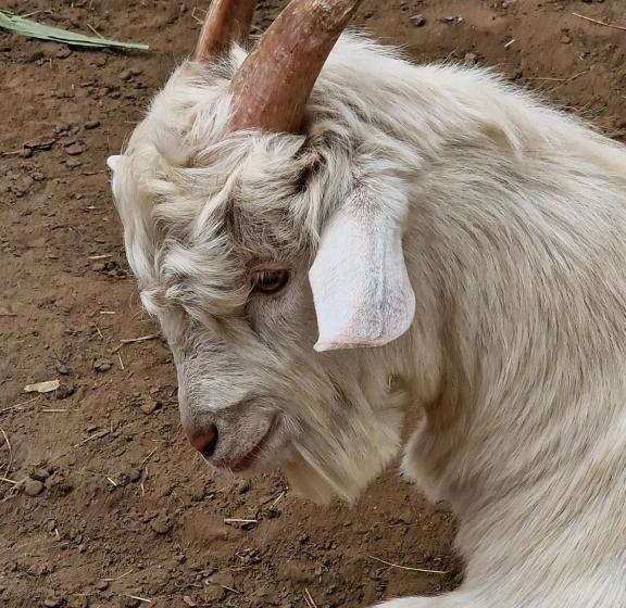 צימר Goyava   Chambre Familiale