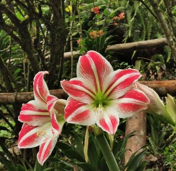 צימר Goyava   Chambre Familiale