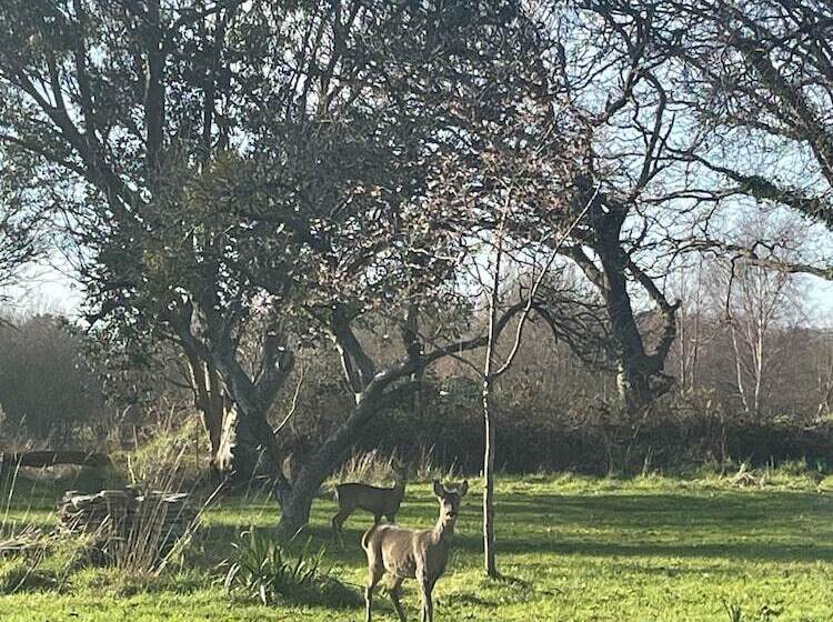 Bed and Breakfast Lakeview Studios