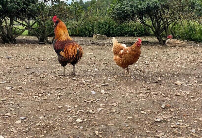 בית מלון כפרי Quiétude à La Ferme