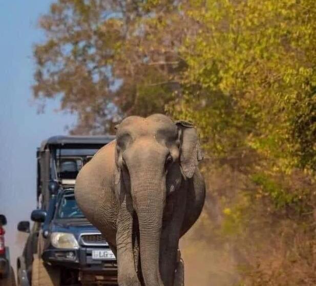 هتل Elephants Safari Cottages