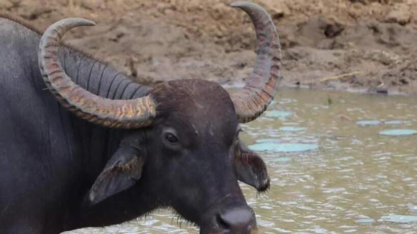 هتل Elephants Safari Cottages