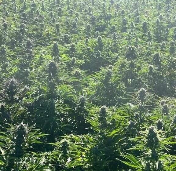 بنسيون Godfather Business