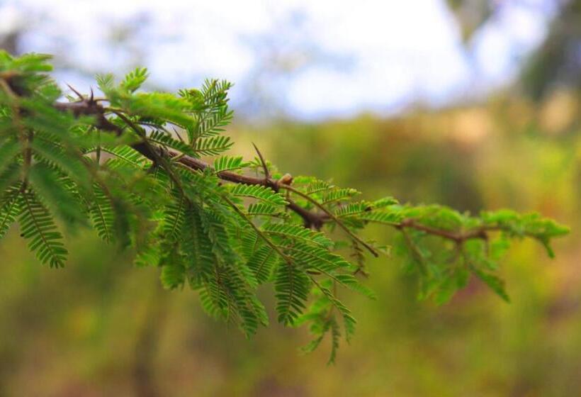 پانسیون Saba Holiday Homes