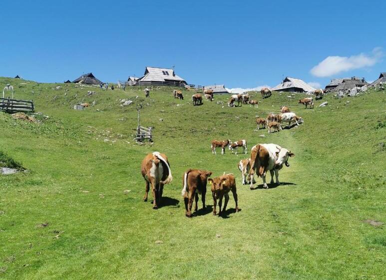 تختخواب و صبحانه Domžalski Dom Na Veliki Planini