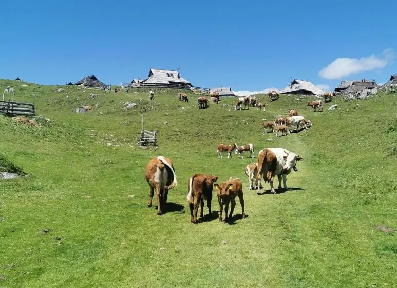تختخواب و صبحانه Domžalski Dom Na Veliki Planini