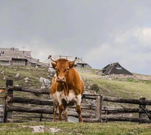 تختخواب و صبحانه Domžalski Dom Na Veliki Planini