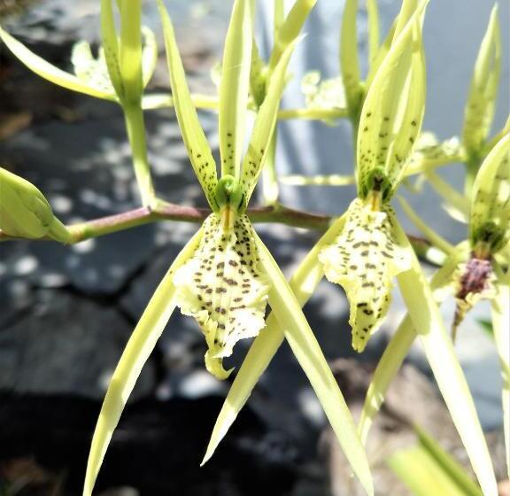 هتل Orquideas De Elena