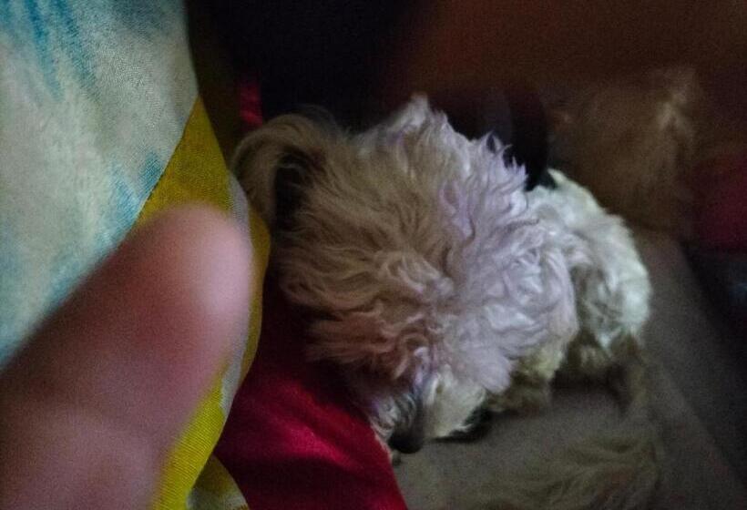 ペンション Hostal Rozal Spa Hospicio