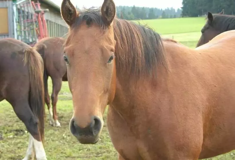 ホテル Espi Stables Ferienhof Esterhammer