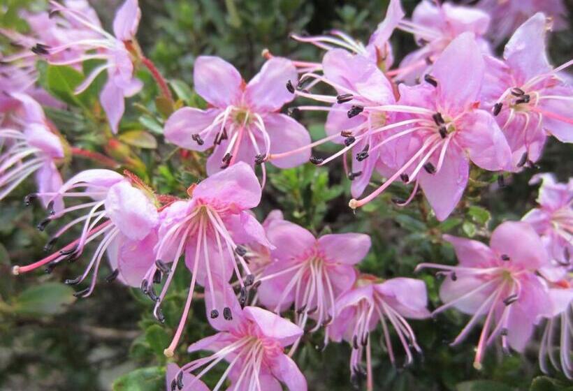 酒店 Gasthof Zum Löwen