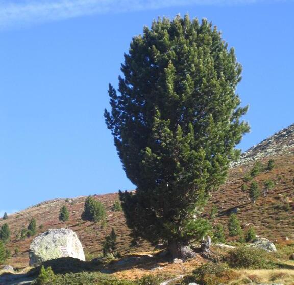 فندق Wirtshaus Zum Wiesejaggl