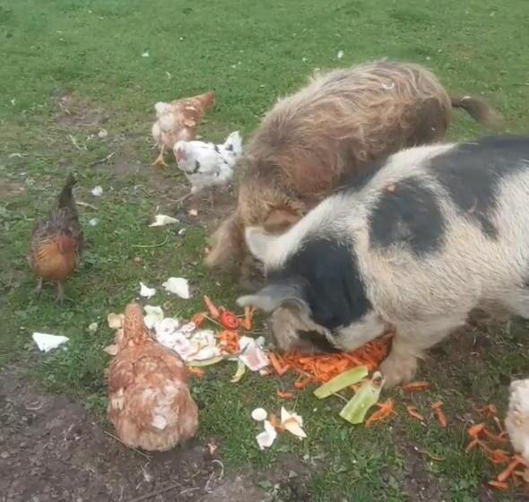 פנסיון L Arche De Noé