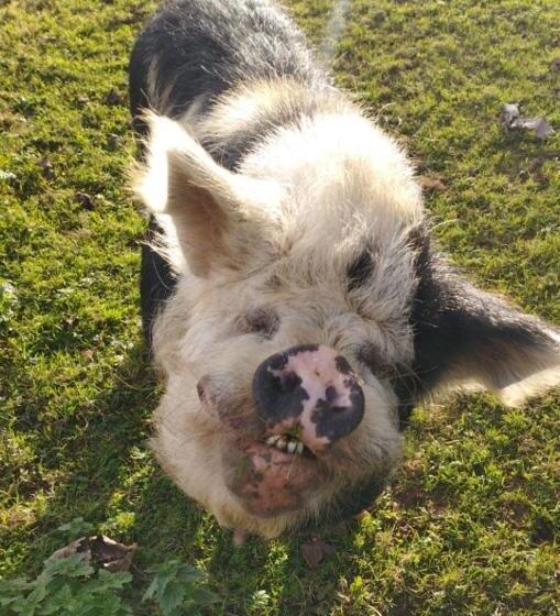 פנסיון L Arche De Noé