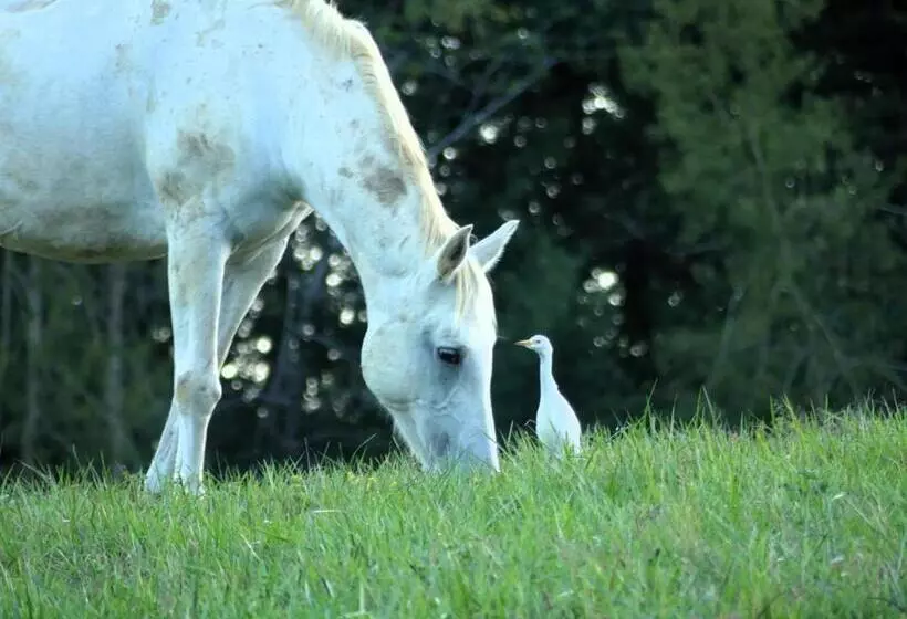 ベッドアンドブレックファースト Domaine De Calabel
