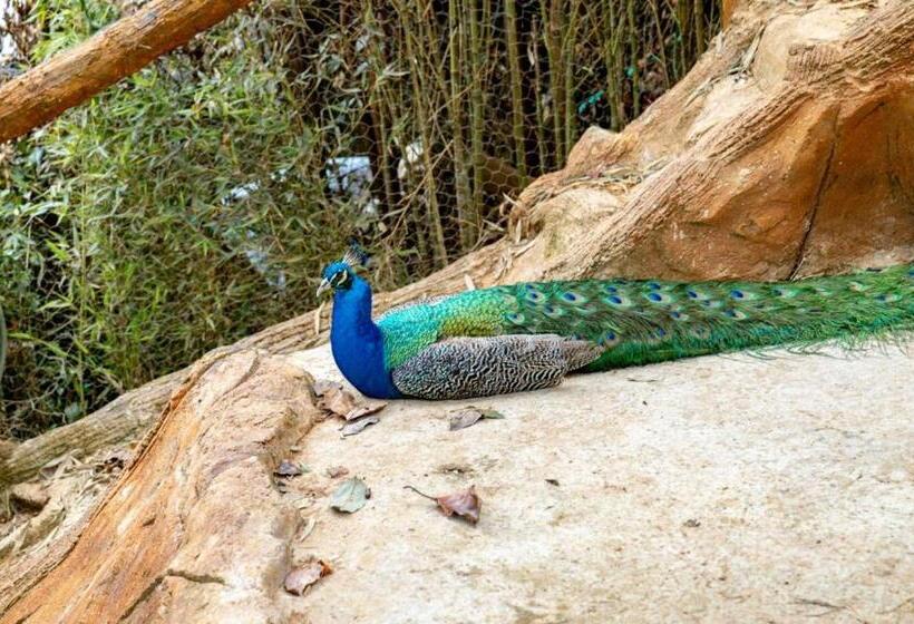 Panzió Zen Medellin Maya