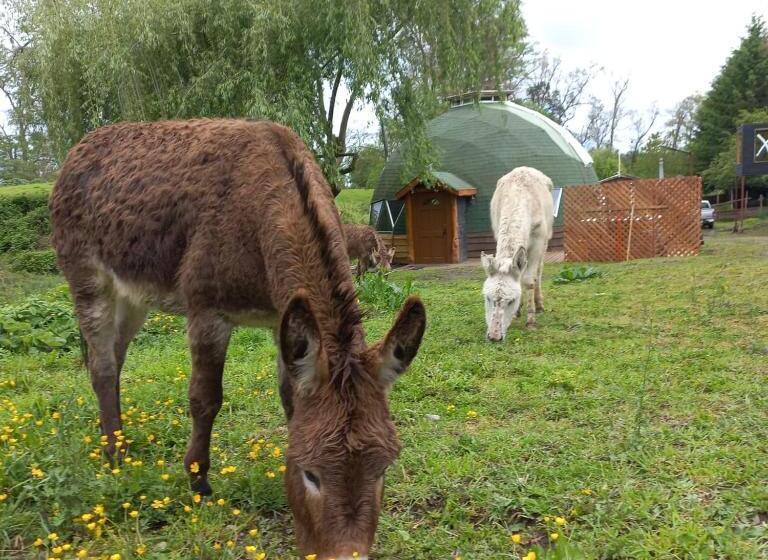 ホテル Domo Geodésico Las Burritas