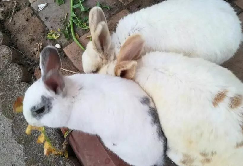 Majatalo 9 Kingyo: You Can See The Japanese Garden From T   Vacation Stay 12822