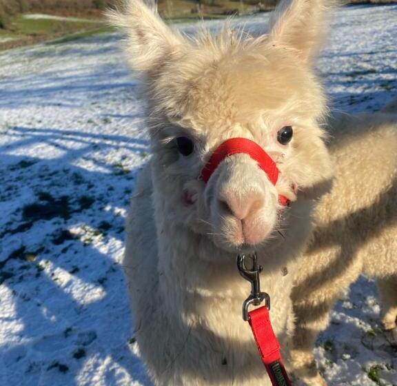 فندق The Original Sleeping Giant Lodge Farm Stay, Meet The Animals