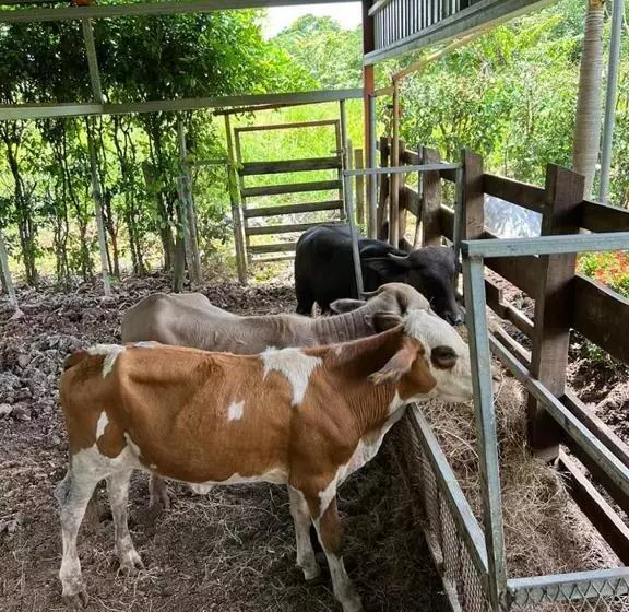 ホテル El Rancho De Viejo