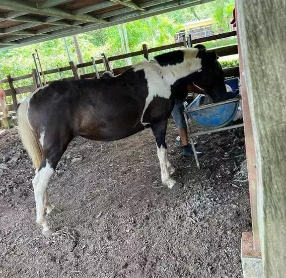 ホテル El Rancho De Viejo