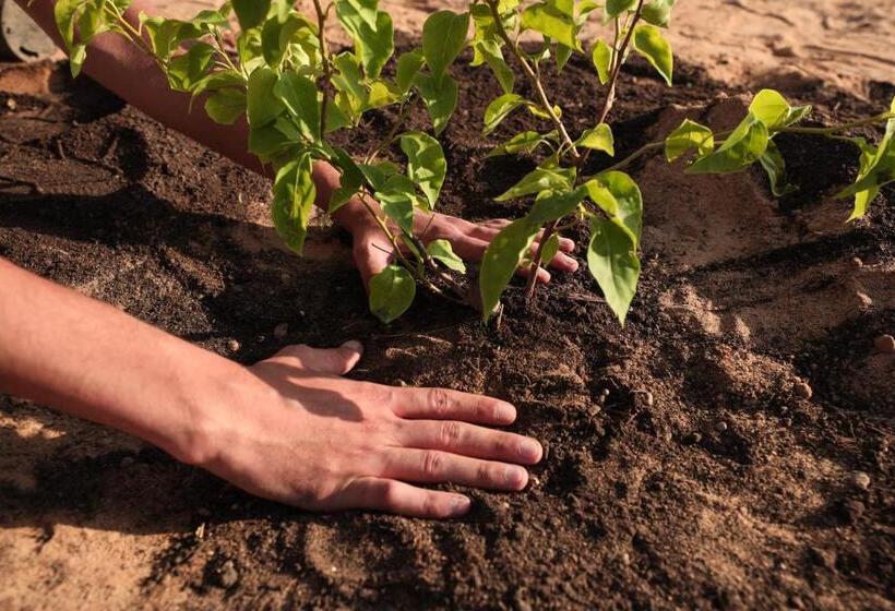 The Zen Wellness Resort