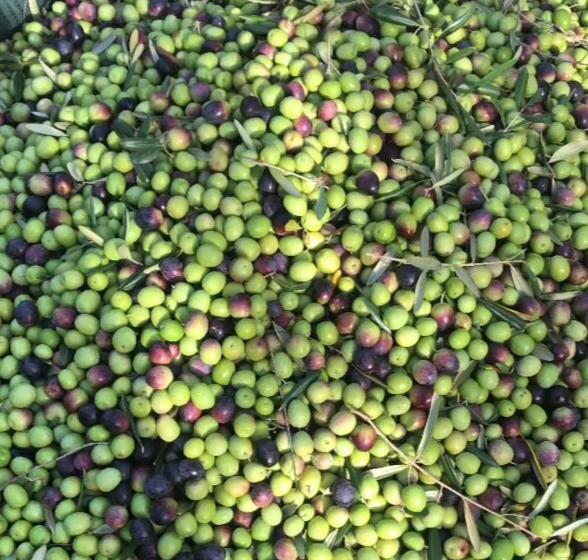 Nocleg ze śniadaniem La Segreta Del Castello, Private Access