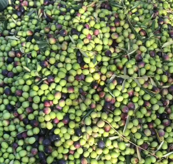 Aamiaismajoitus (B&B) La Segreta Del Castello, Private Access