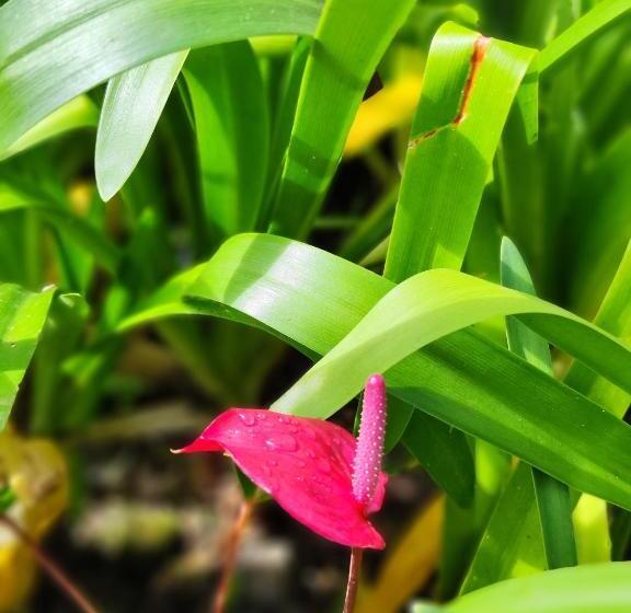 پانسیون Maison De Charme, En Plaine Poésie Chez L Habitant